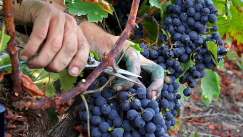 Trabajo expedienta a campesinos gallegos por ayudar a su familia en la recolecta de uvas y patatas.