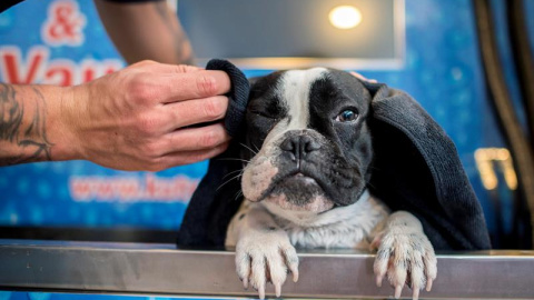 Un perro en un establecimiento de lavado de mascotas. EFE