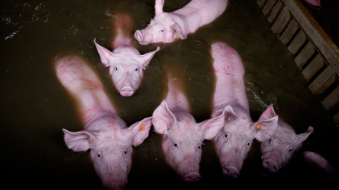 Animales atrapados y abandonados en granjas de Remolinos y Villafranca del Ebro, (Zaragoza) durante las riadas por el desbordamiento del río Ebro. AITOR GARMENDIA (TRAS LOS MUROS)