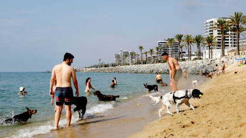 Gossos a la platja reservada per a animals de Mataró