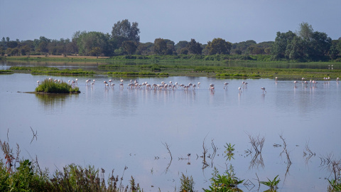 Parque Nacional de Doñana, a 22 de abril de 2023, en Sevilla, (Andalucía, España).