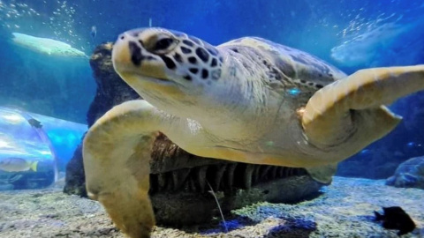 18/08/23 La tortuga Yellow en el acuario Sea Life Benalmádena en una foto de archivo.