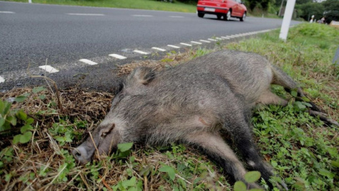 Imagen de archivo de un jabalí muerto en la cuneta de una carretera tras haber sido atropellado. EFE/ Cabalar