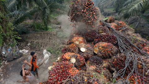 Trabajadores en los cultivos de palma en Indonesia. AFP