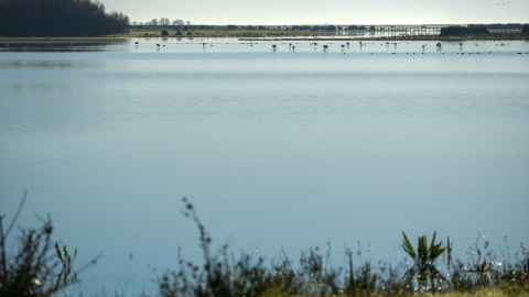 Imágenes del Parque Natural de Doñana, a 24 de enero de 2024, en Huelva, Andalucía (España).