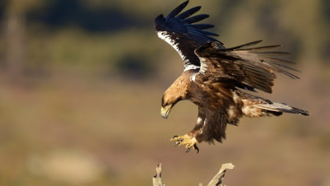 Un águila imperial ibérica. EFE