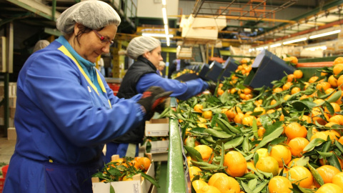 Envasadoras trabajando en la fábrica de Tocina (Sevilla).