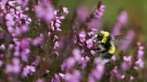 L'extinció d'insectes posa en risc la sostenibilitat agrària del planeta