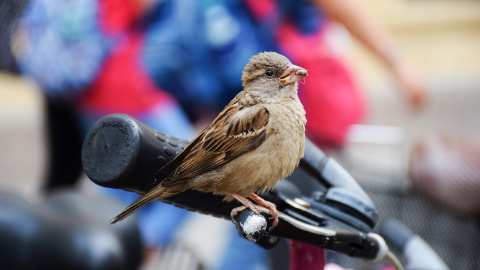 Un gorrión sobre el manillar de una bicicleta. EFE