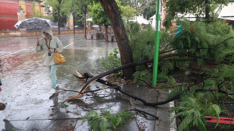 Arboles caídos en Sevilla a causa de la tormenta.