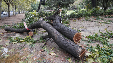 Un árbol derribado por el viento en València.