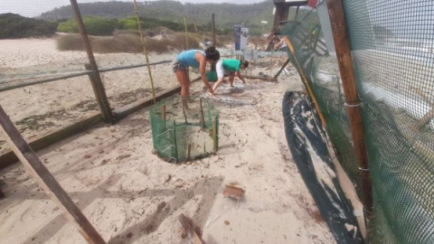 Voluntarios y personal de la Conselleria de Agricultura, Pesca y Medio Natural trabajan para proteger los nidos de tortuga marina de Es Cavallet.