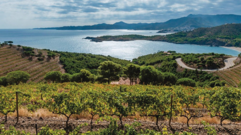 Vinyes de la DO Empordà