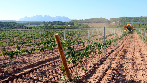 La verema a la DO Pla de Bages, en una imatge d'arxiu