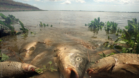 Miles de peces aparecieron muertos en las orillas del Guadalquivir a causa del vertido tóxico de las minas de Aznalcóllar. EFE