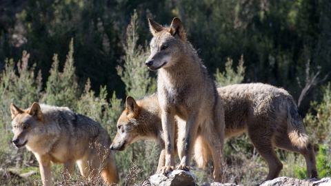 Varios lobos ibéricos del Centro del Lobo Ibérico en localidad de Robledo de Sanabria, en plena Sierra de la Culebra.