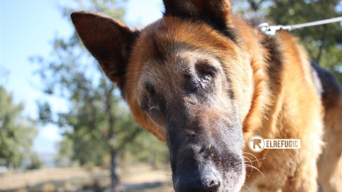 Imagen de la protectora 'El Refugio' del perro rescatado.