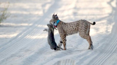 Un lince atrapa a un conejo, su principal fuente de alimento. JUAN MANUEL SÁEZ MUÑOZ / LIFE+IBERLINCE