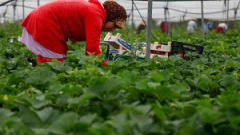 Más de 15.000 empleos en fraude en el campo de Huelva: las vergüenzas del líder mundial de la fresa