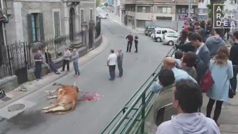 Un ertzaina mata de un disparo a un buey que se había escapado de un remolque en Álava. / Pacma