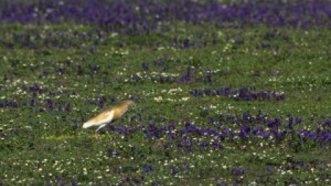 La crisis climática adelanta la floración en Doñana