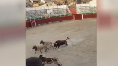 La Fiscalía investiga como un posible delito de maltrato animal el cruel acto taurino en las fiestas de Barbastro