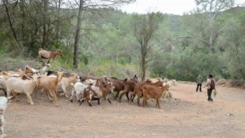 Introdueixen 40 cabres i 15 rucs al Baix Llobregat per adaptar els boscos al canvi climàtic