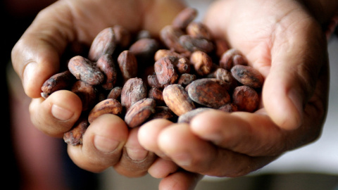 Los granos de cacao en las manos de un agricultor.