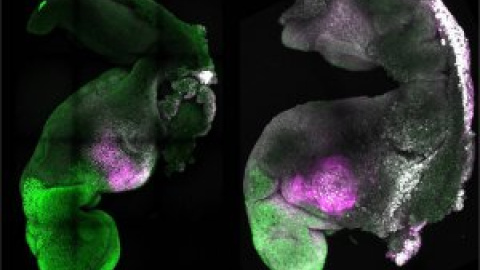 Crean embriones sintéticos de ratón con cerebro y un corazón que late a partir de células madre