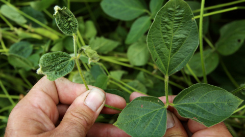 Cosecha de soja dañada por el pesticida de Monsatnto Dicamba. /REUTERS