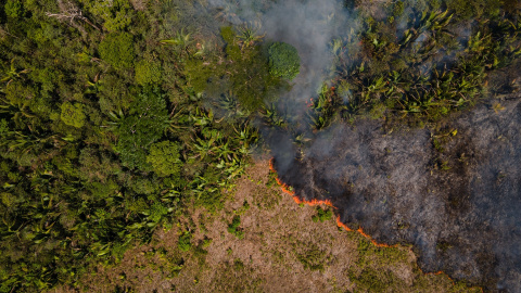 Selva del Amazonas