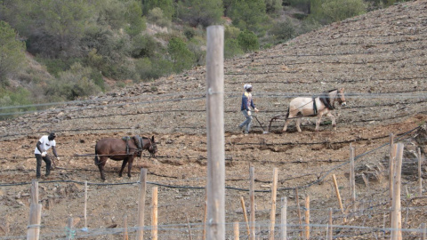 17/03/2024 - Dos treballadors llauren amb mules en una finca de Porrera, al Priorat.