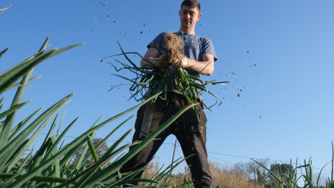 Un agricultor recoge calçots en una plantación de Maspujols, en Tarragona, a 28 de enero de 2022.