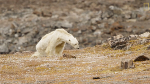 Imágenes grabadas por el fotógrafo de National Geographic Paul Nicklen