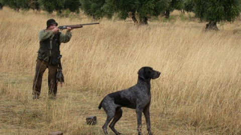 Críticas a la Junta de Castilla-La Mancha por excluir a los perros de caza de la Ley de Bienestar Animal. E.P.