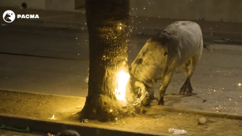 Captura del vídeo que ha compartido PACMA donde se muestra el cruel espectáculo taurino en Pusol (València)