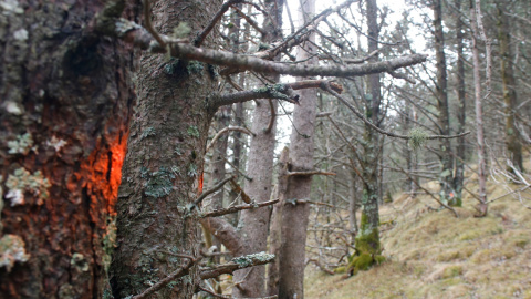 La finca forestal on es faran treballs de gestió a Molló