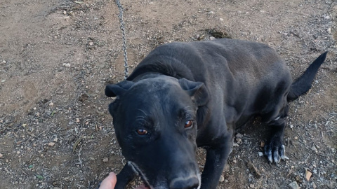 Imagen de Tom, el perro rescatado por la Policía de Palma que llevaba diez años atado a una cadena.