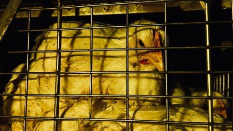 Aves enjauladas de camino al matadero de Sueca, a 20 de marzo de 2024.