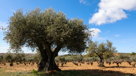 Foto de archivo de campos de olivos en Campo Real, Madrid, a 2 de febrero de 2020.