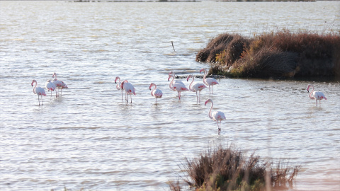 Vista al parque Nacional de Doñana, a 12 de septiembre de 2023.