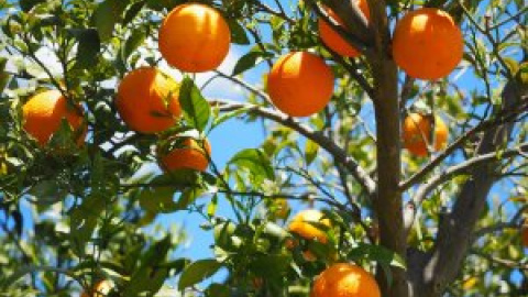 La crisis de la naranja valenciana se viraliza en las redes