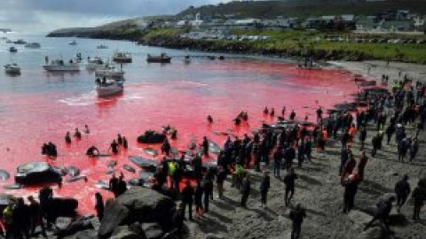 Las Islas Feroe evaluarán la caza de delfines tras la polémica por la matanza de un millar de ejemplares