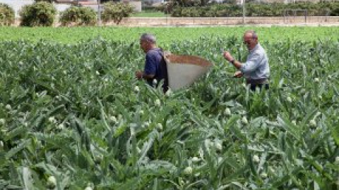 València declara la guerra a las tierras abandonadas para salvar la huerta como espacio agrícola