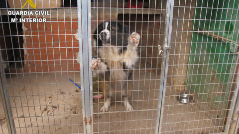 Los perros encontrados por la Guardia Civil.