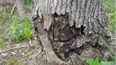 Este árbol puede ayudar a frenar el cambio climático