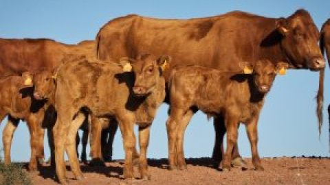 Vacas de buen carácter que conservan el paisaje de Menorca