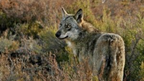 Los ganaderos del Pirineo aragonés declaran una guerra preventiva contra el lobo