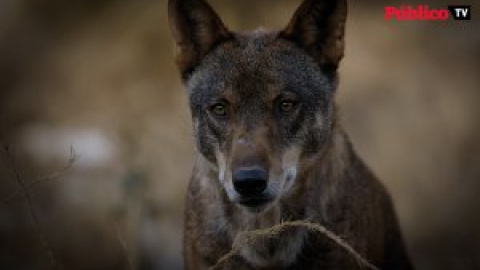 'Compartiendo la Tierra', el documental sobre la coexistencia de la ganadería y el lobo