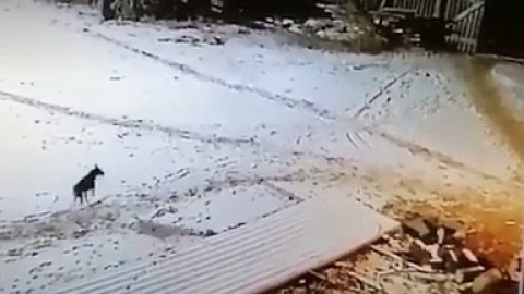 Ataque de lobo en Siberia